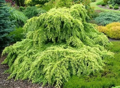 Terülő Arany Himalájai Cédrus 30cm „Cedrus deodara Golden Horizon”