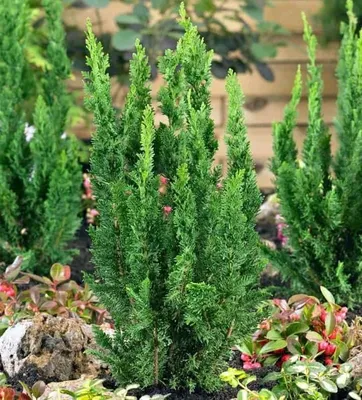Csavart ágú Oregoni hamisciprus „Little Spire” 30cm „Chamaecyparis lawsoniana Little Spire”
