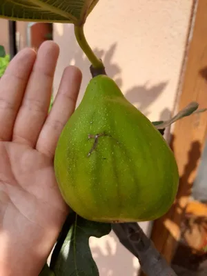 Dalmát Óriás Füge „Dalmatie” 60 cm „Ficus carica”
