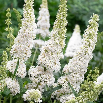 Nyári Orgona „White Profusion” FEHÉR 30-40cm „Buddleia davidii”