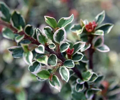 Fehér tarka levelű Madárbirs 30cm „Cotoneaster Suecicus Juliette”