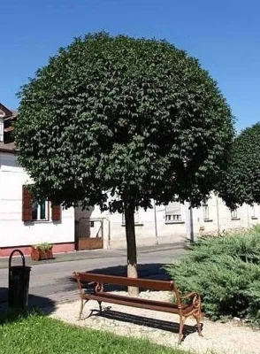 Gömbkőris 250cm „Fraxinus ornus Mecsek” II. osztály