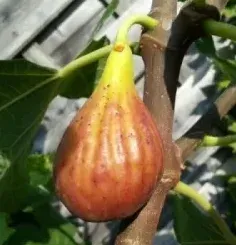 Füge „Brunswick” 100 cm „Ficus carica”