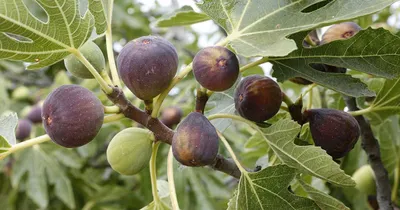Füge „Early Violet” 100 cm „Ficus carica”
