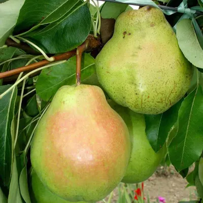 Körte „Hardenpont” 150cm Téli Vajkörte (Szabadgyökeres)