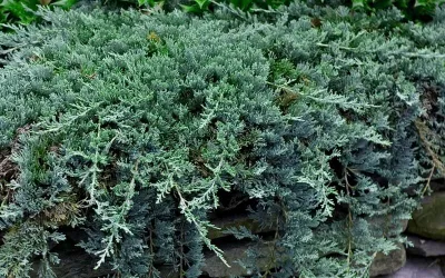 Henyeboróka 30cm „Juniperus horizontalis Wiltonii”