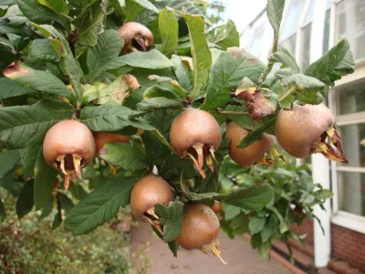 Naspolya „Holland óriás” 150cm (Konténeres)