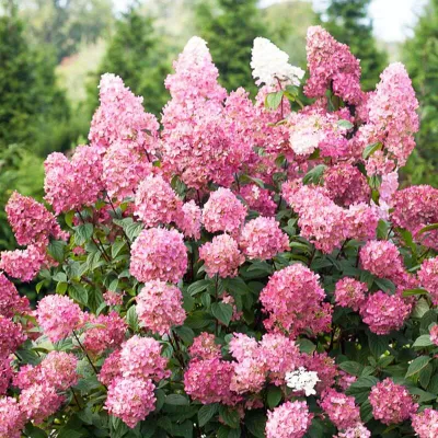 Bugás Hortenzia „Pink Diamond” Rózsaszín 40-60cm „Hydrangea paniculata”