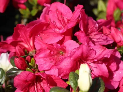 Azálea „Purpurkissen” Kárminpiros 30-40cm „Azalea Japonica”