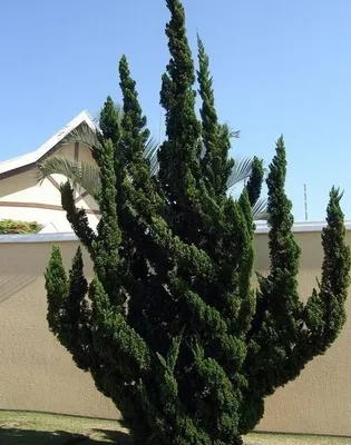 Kínai Boróka 30-40cm „Juniperus Chinensis Kaizuka”