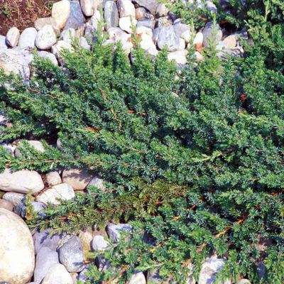 Fövenyboróka KÉK 30cm „Juniperus confecta Blue Pacific”