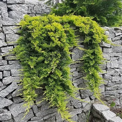 Talajtakaró Boróka ARANY 30cm „Juniperus Horizontalis Golden Carpet”