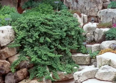 Törpe Kúszó Boróka ZÖLD 30cm „Juniperus Procumbens Nana”