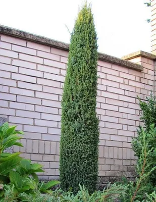 Virginiai Boróka „Blue Arrow” 60-80cm „Juniperus Virginiana”