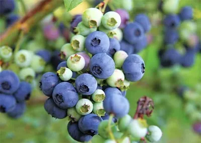 Kék áfonya „Hortblue Petite” 15cm „Vaccinium Corymbosum”