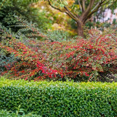 Kerti madárbirs 20-30cm „Cotoneaster horizontalis”