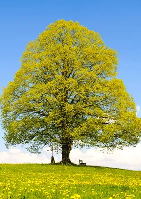 Nagylevelű Hárs 100 cm „Tilia platyphyllos”