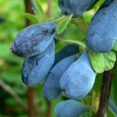 Kamcsatkai mézbogyó „Wojtek” 30-40cm „Lonicera kamtschatika”