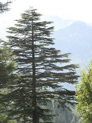 Mocsári Ciprus 250 cm „Taxodium distichum”