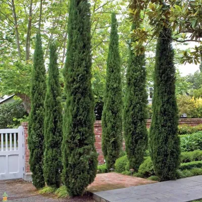 Olasz Ciprus 60cm „Cupressus sempervirens Pyramidalis”