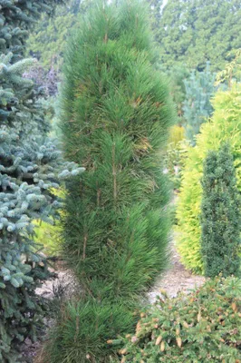 Oszlopos Feketefenyő „Green Tower” 150cm „Pinus nigra” (Földlabdás)