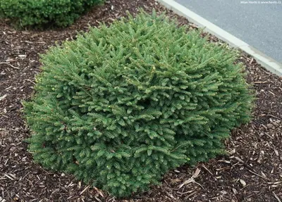 Törpe Gömb Szerb Lucfenyő 10cm „Picea Omorika Karel”