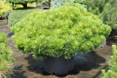 Japán Erdeifenyő „Jane Kluis” 30cm „Pinus Densiflora”