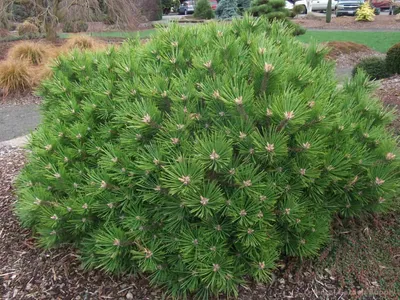 Japán Erdeifenyő „Low Glow” 30cm „Pinus Densiflora”