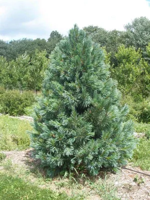 Nevadai Cirbolyafenyő 30cm „Pinus Flexilis Vanderwolf’s”