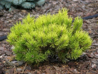 Havasi Törpefenyő Arany 20cm „Pinus mugo Ophir”