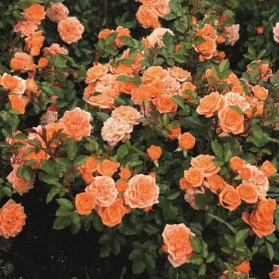 Talajtakaró rózsa „Orange Fairy” 30cm Narancssárga