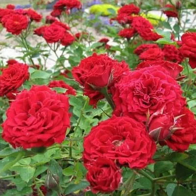 Talajtakaró Rózsa „Rote Fairy” 30cm Piros