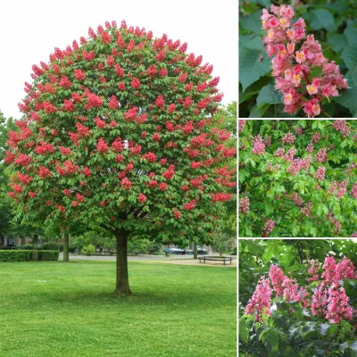 Piros virágú vadgesztenye „Briotti” 250cm „Aesculus carnea”