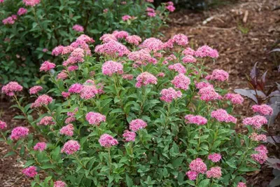 Törpe Gyöngyvessző „Little Princess” Rózsaszín 20-30cm „Spiraea japonica”