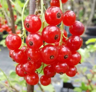 Piros Ribizli „Rondom” 40-60cm (Konténeres)