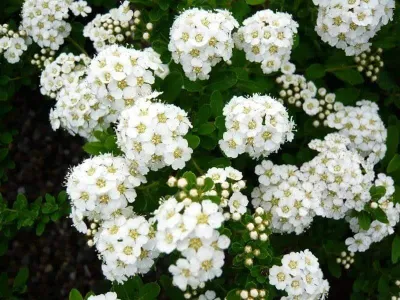 Nipponi gyöngyvessző 30-40cm „Spiraea nipponica Snowmound”