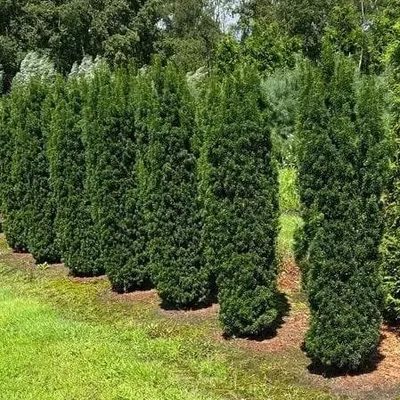 Sárga oszlopos tiszafa „Stricta Viridis” 120cm „Taxus media”