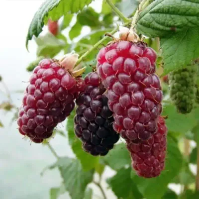 Szedermálna 100cm Rubus „Tayberry Buckingham” (cserepes gyümölcstermő növény)