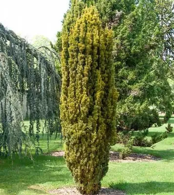 Sárga oszlopos tiszafa 40-60cm Taxus Baccata Fastigiata Aurea”