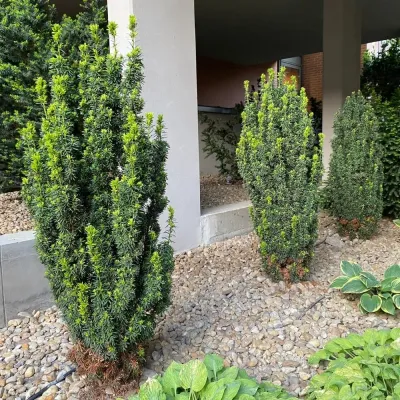 Oszlopos tiszafa 30cm „Taxus media Hicksii” TERMŐS