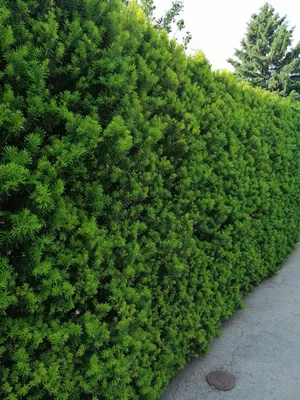 Oszlopos tiszafa 30cm „Taxus media Hillii” PORZÓS