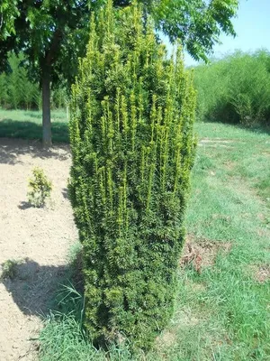 Oszlopos tiszafa 100cm „Taxus Baccata Fastigiata Aureomarginata”