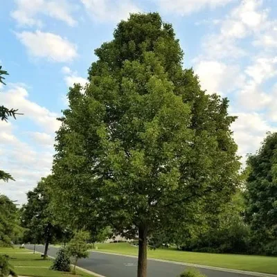 Amerikai Hársfa 300 cm „Tilia americana” (Gyökércsomagolt)