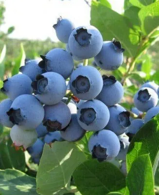 Kék áfonya „Bluegold” 30 cm „Vaccinium Corymbosum”