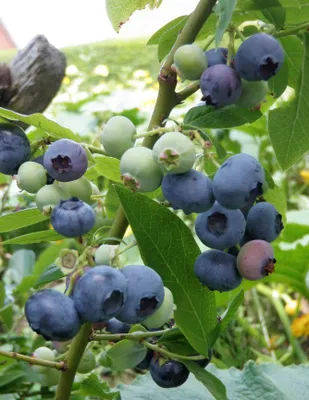 Kék áfonya „Réka” 50cm „Vaccinium Corymbosum Réka”