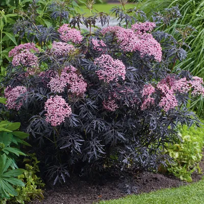 Bordó levelű bodza 30 cm „Sambucus Nigra Black Lace”