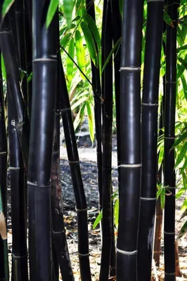 Fekete bambusz 100cm „Phyllostachys Nigra”