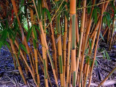 Zöld csíkos bambusz 180cm „Phyllostachys bambusoides Castillon”