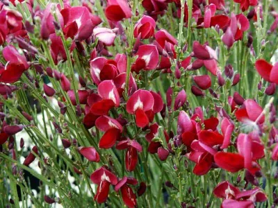 Zanót „Boskoop Ruby” SÖTÉTPIROS BORDÓ 30-40cm „Cytisus”