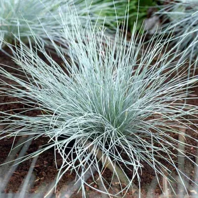 Deres Csenkesz 10cm „Festuca glauca Elijah Blue”